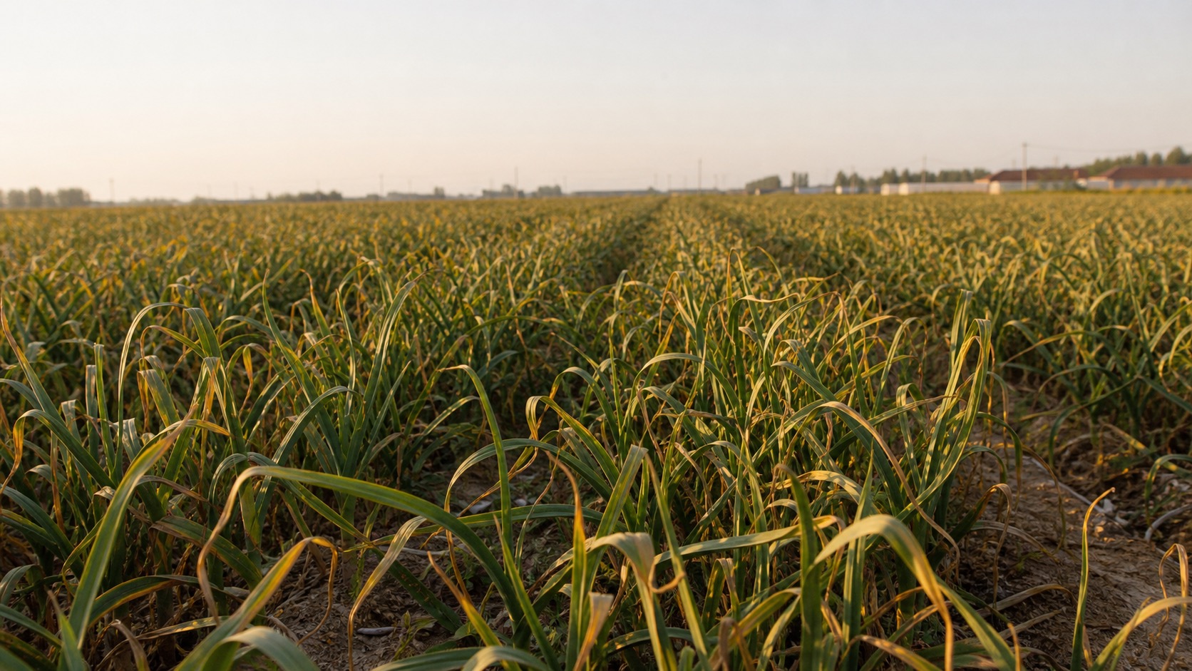 Garlic field at harvest, golden hour