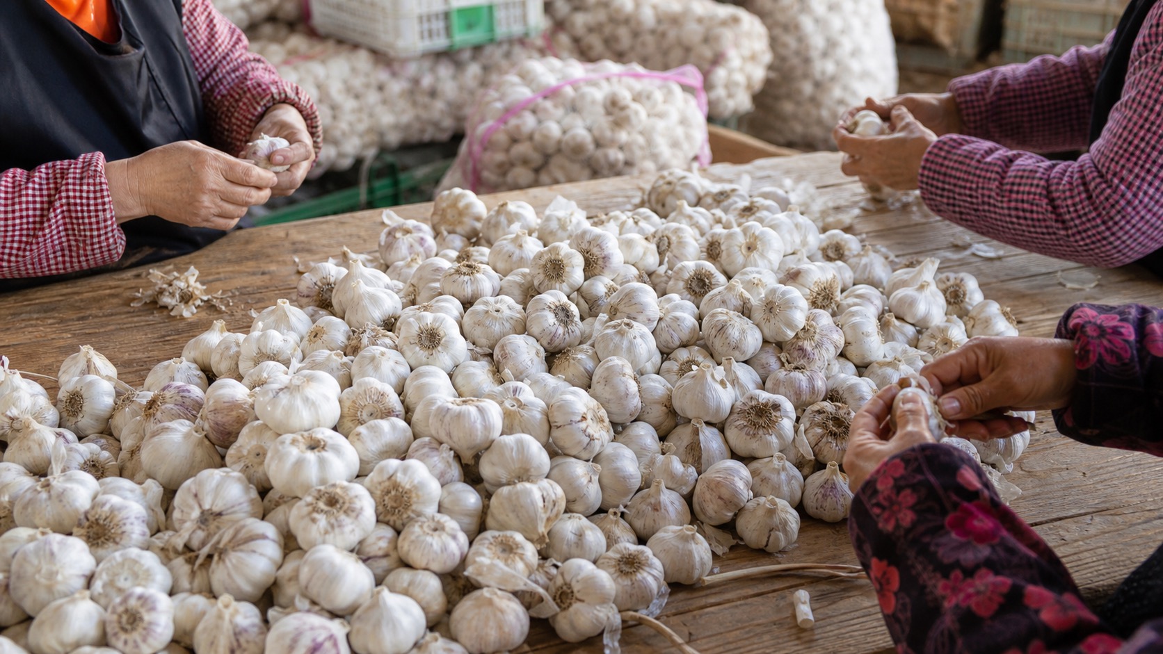 Fresh garlic on sorting table